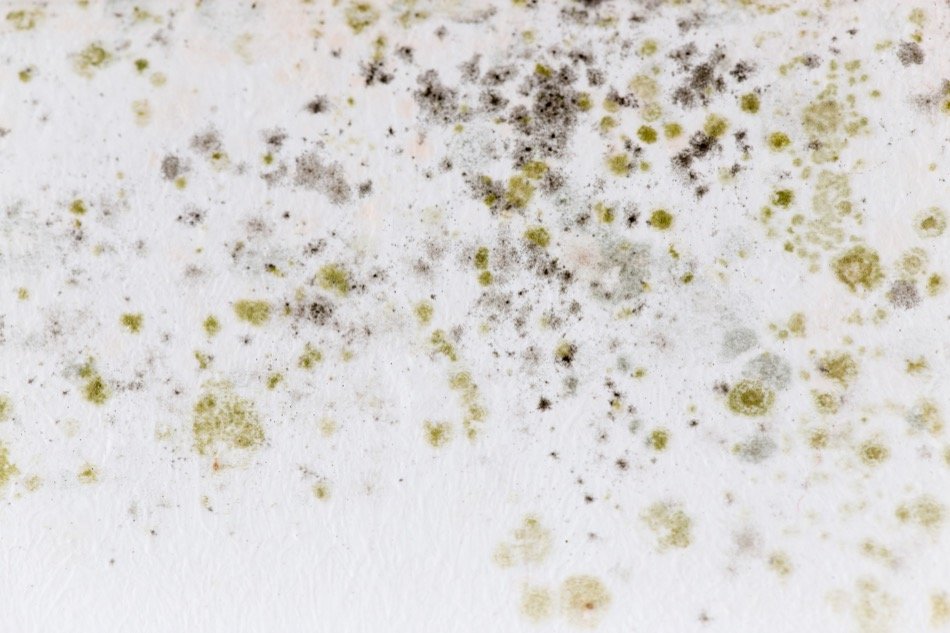 Your Guide to Mold Removal