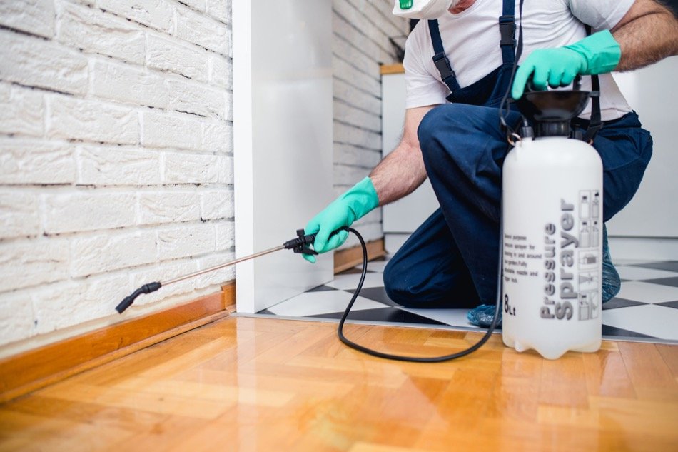 A Guide to DIY Home Pest Remediation