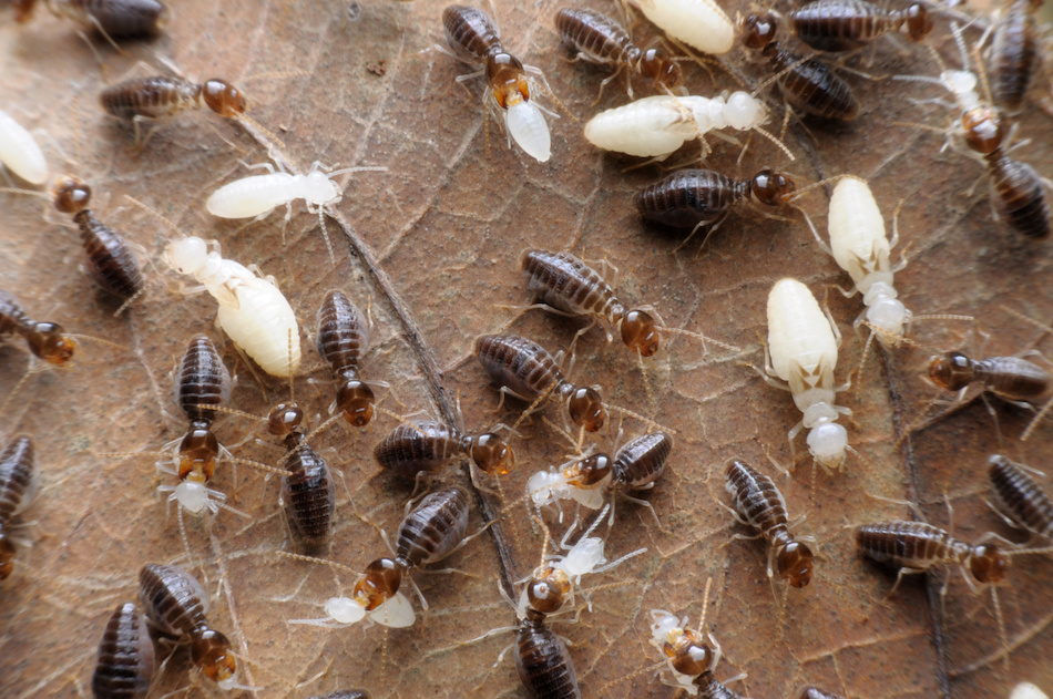 How to Deal with a Termite Infestation in the Home