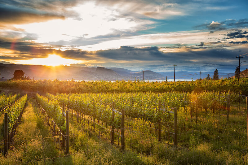 The Cost of Buying a Vineyard Depends on How Established it is