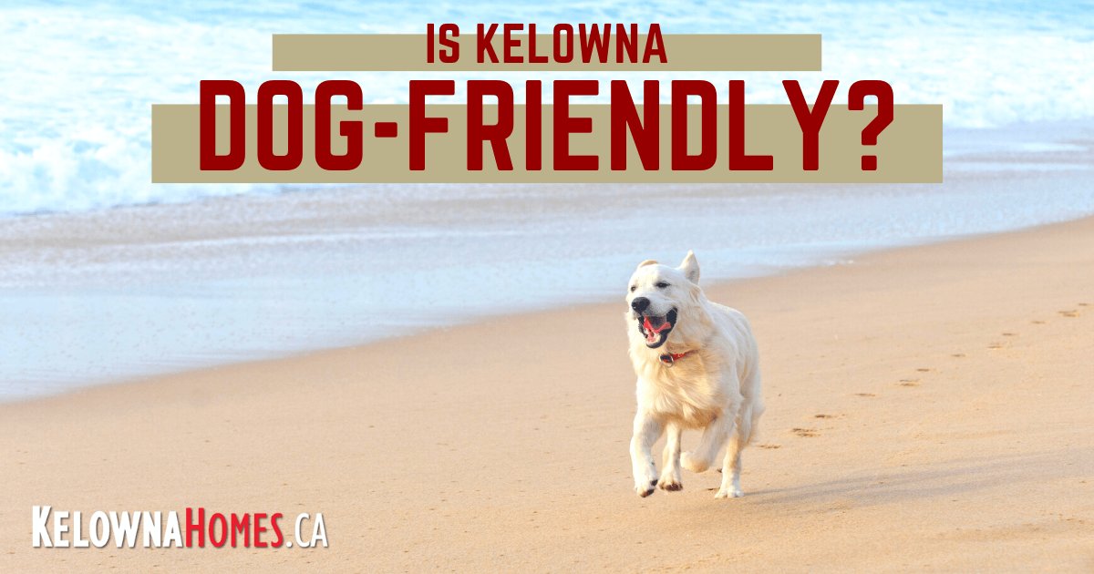 Is Kelowna Dog-Friendly?