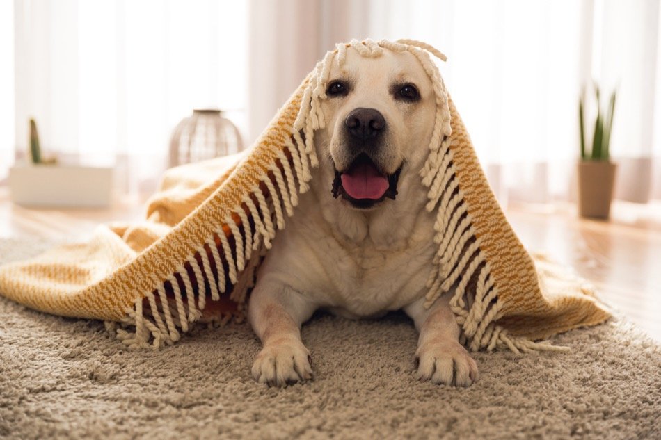3 Must-Read Tips For Selling a Home With Pets