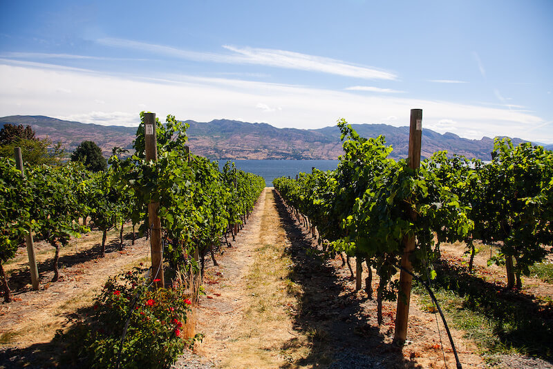 Where to Find Vineyards & Wineries in Summerland, BC