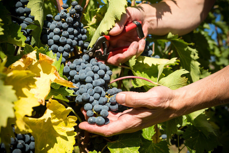 Visit Local Wineries & Vineyards in Summerland, BC